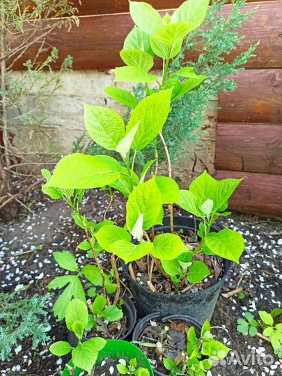 Гортензия белая (саженцы)