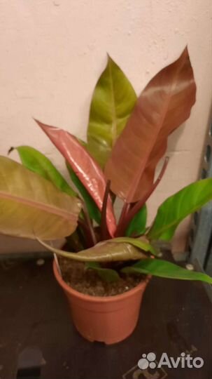 Комнатные цветы