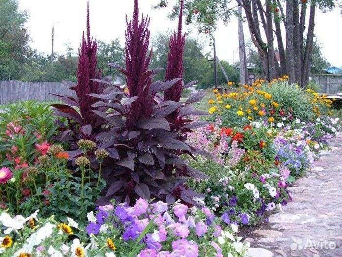 Амарант красный