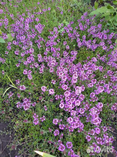 Многолетники садовые