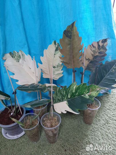 Филодендрон карамель марбл вар