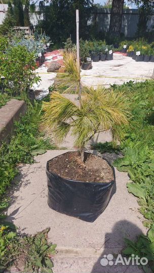 Pinus strobus Louie 60-70см