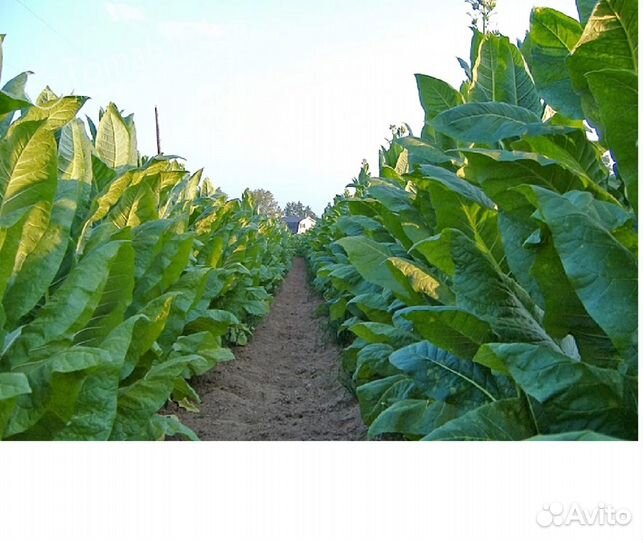 Семена табак Вирджиния