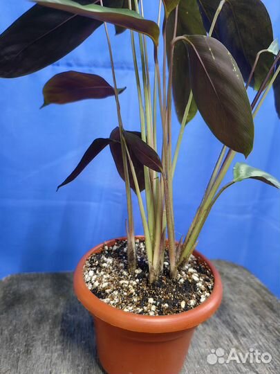 Ктенанта Оппенгейма молодые растения