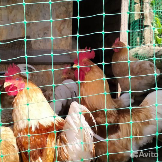 Петух минимясной