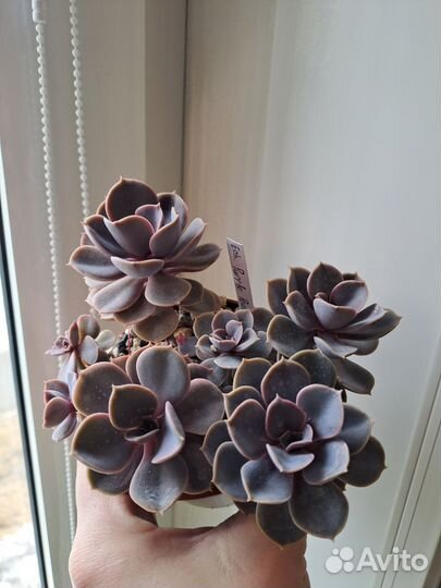 Букеты из суккулентов