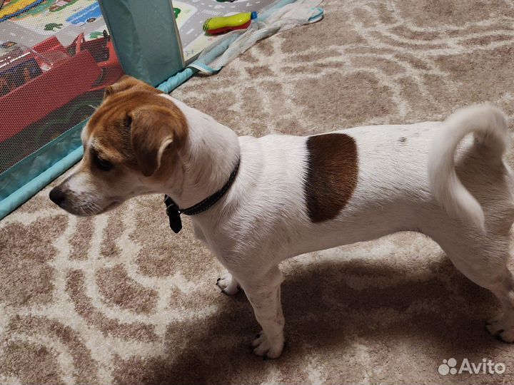 Вязка Джек рассел терьер, кобель