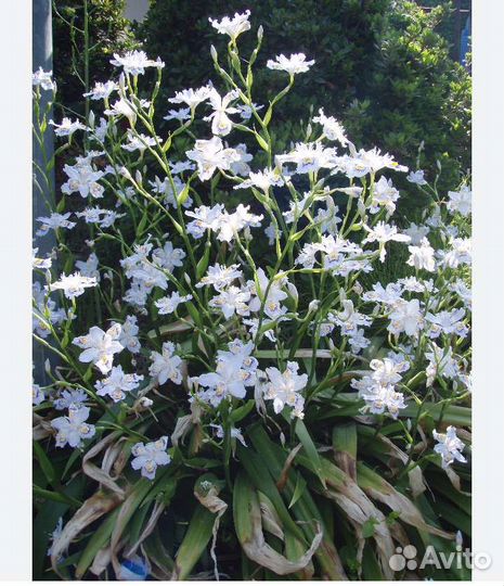 Ирис японский