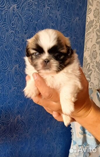 Щенки пекинеса