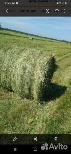 Сено люцерны в рулонах