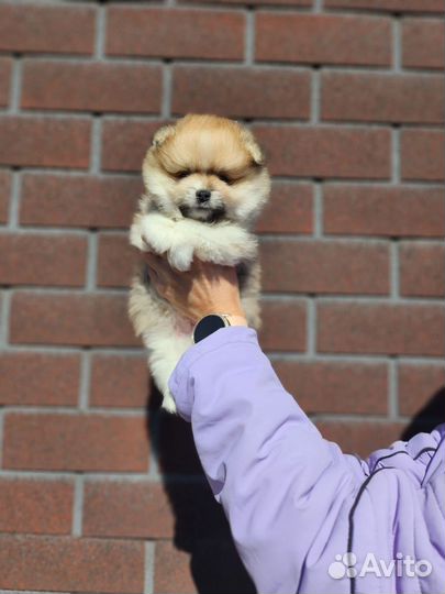 Щенки шпица