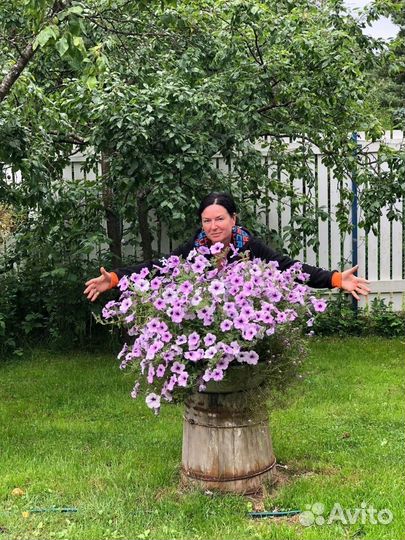 Рассада петунии, петуния каскадная пинк вейн