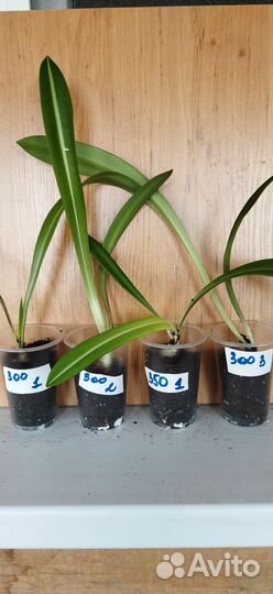 Гиппиаструм варьегатный, редкое растение