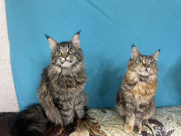 Коты и кошечки мейн-кун