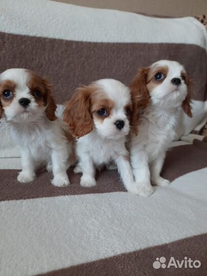 Щенки кавалер кинг чарльз спаниель