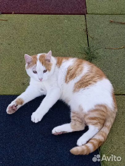 Молодой крепкий кот