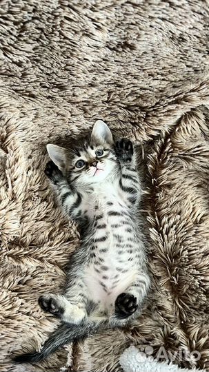 Котята