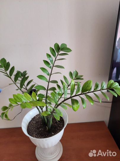 Замиокулькас