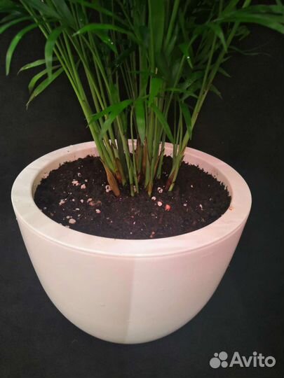 Пальма хамедорея в интерьерном горшке 20/50