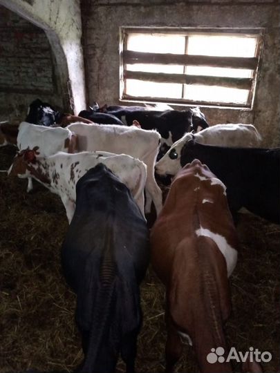 Бычки и телочки