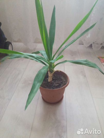 Пальма юкка