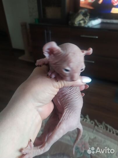 Канадский сфинкс Эльфики