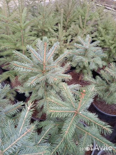 Ель колючая голубая