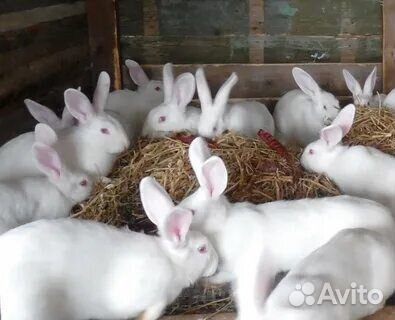 Кролики шиншилла. Белый панон. Шиншила рабочи, год