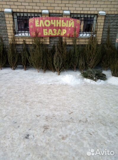 Ель новогодняя