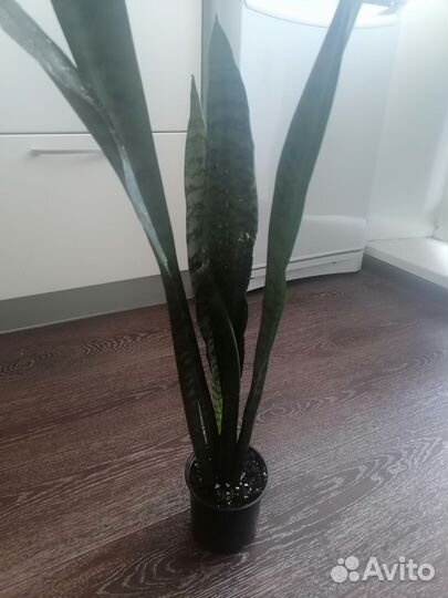 Сансевиерия