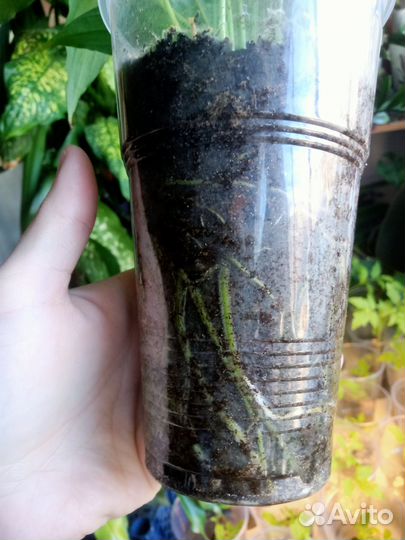 Спатифиллум, женское счастье