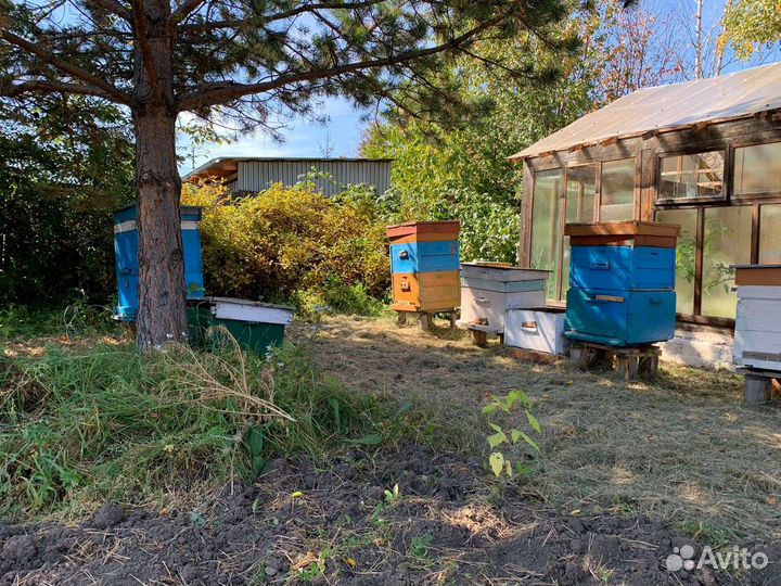 Продам ульи для пчел