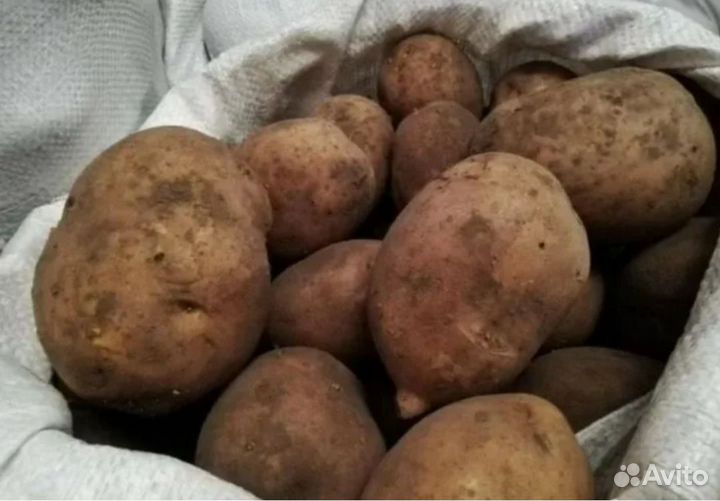 Продам картофель домашний
