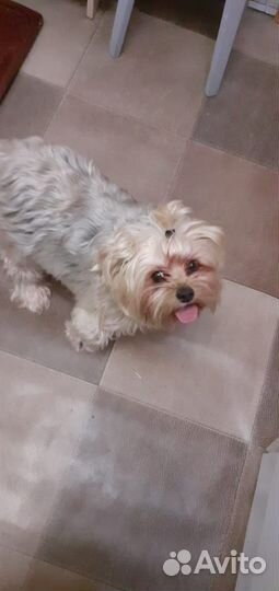 Йоркширский терьер