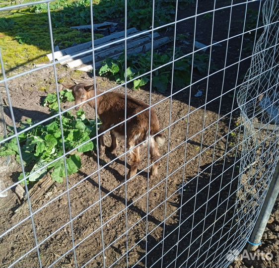 Альпийские козлики