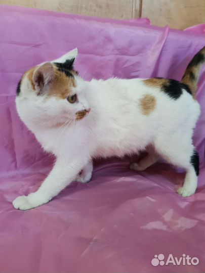 Кошечка Ева