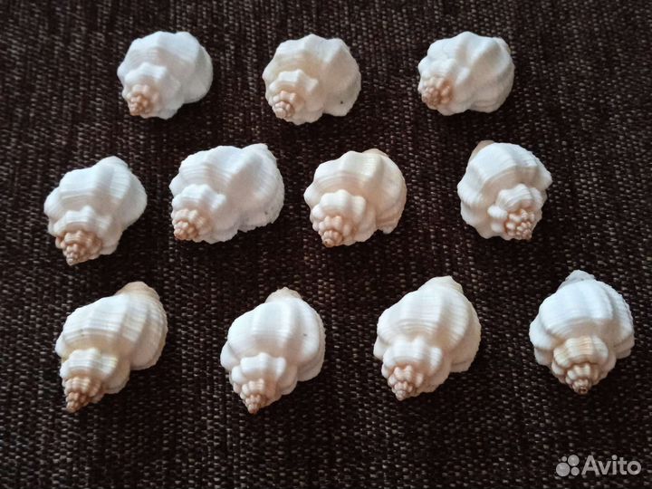Наборы морские ракушки, раковины