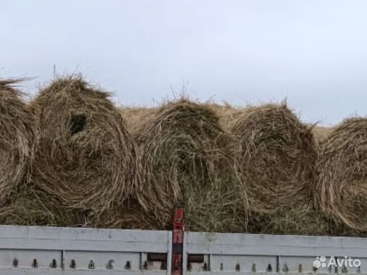 Продам сено в рулонах