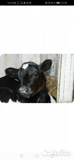 Телочка 8 месяцев