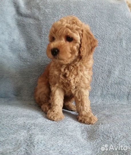 Щенок карликового пуделя девочка