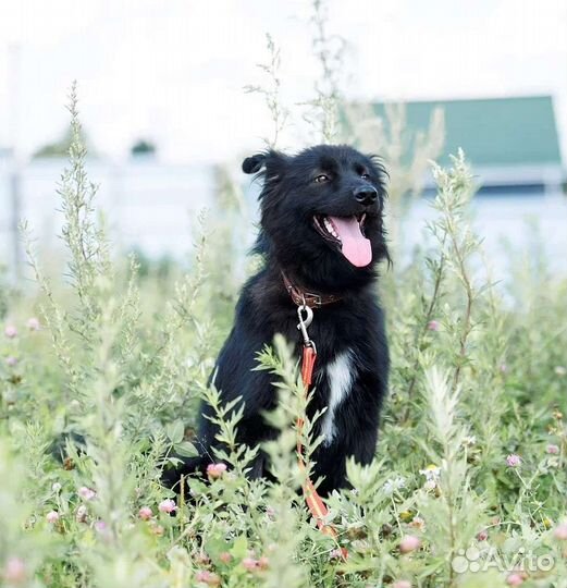 Метис Бордер Колли в приюте