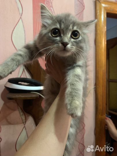 Кошечка в добрые руки