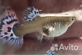 Рыбки меченосцы, молинезии, улитки апулярии