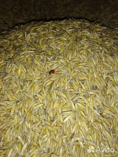 Овёс зерно 2023