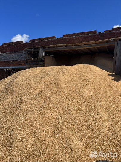 Сухие опилки бесплатно