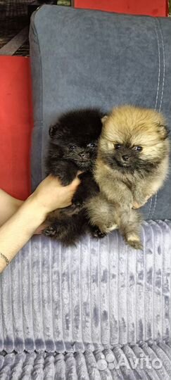 Померанский шпиц