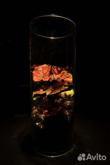 Флорариумы / мох / живые композиции