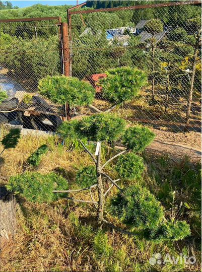 Хвойные растения на штамбе/Оптом