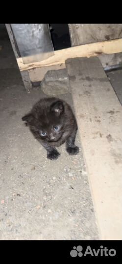 Котята совсем малютки