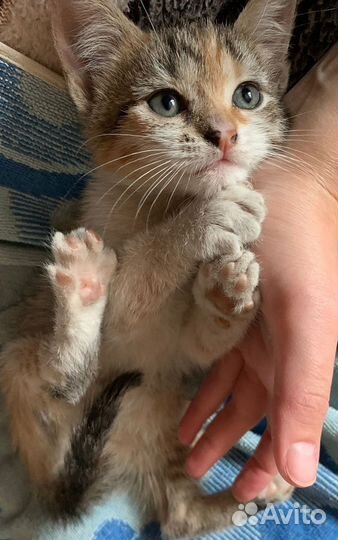 Котенок в добрые руки
